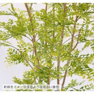 ヒマラヤソケイ 230cm (シマトネリコ 造...の詳細画像5