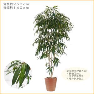 ショウナンゴムの木 250cm (フィカスイレ...の詳細画像1
