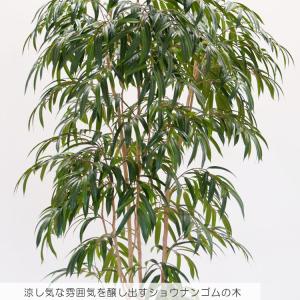 ショウナンゴムの木 250cm (フィカスイレ...の詳細画像2