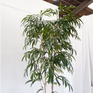 ショウナンゴムの木 250cm (フィカスイレ...の詳細画像3
