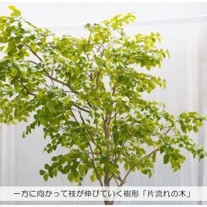 片流れの木 ナツツバキ 250cm(フェイクグ...の詳細画像2