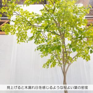 片流れの木 ナツツバキ 250cm(フェイクグ...の詳細画像4