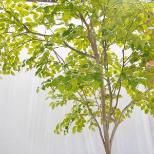 片流れの木 ナツツバキ 250cm(フェイクグ...の詳細画像5