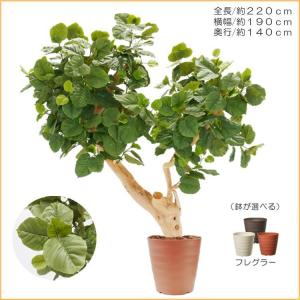 大型 ウンベラータの木 高さ220cm (フェ...の詳細画像1
