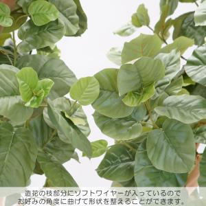 大型 ウンベラータの木 高さ220cm (フェ...の詳細画像5