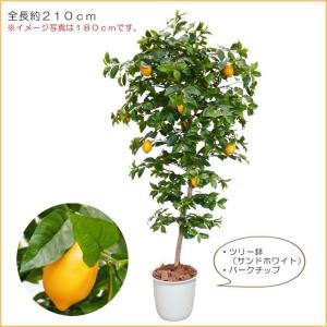 レモン の木 実付 180cm (人工観葉植物 檸檬 れもん 造花 人工樹木