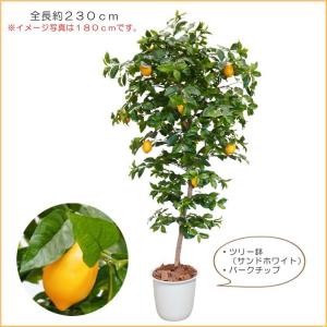 レモン の木 実付 230cm (人工観葉植物 檸檬 れもん 造花 人工樹木 フェイクグリーン 2.3m おしゃれ 室内 装飾 作り物 ディスプレイ)｜ambix