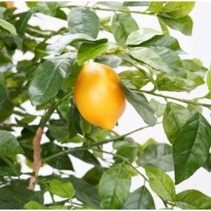 レモン の木 実付 230cm (人工観葉植物...の詳細画像4