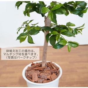 レモン の木 実付 230cm (人工観葉植物...の詳細画像5