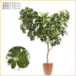 カポック 200cm (フェイクグリーン 造花...の詳細画像1