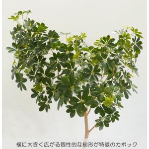 カポック 200cm (フェイクグリーン 造花...の詳細画像2