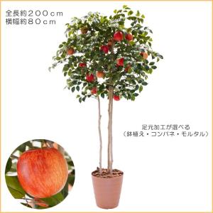 りんご の木 株立ち3本立 実付 200cm ...の詳細画像1