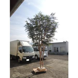大型サイズ シマトネリコ の木 高さ400cm ...の商品画像
