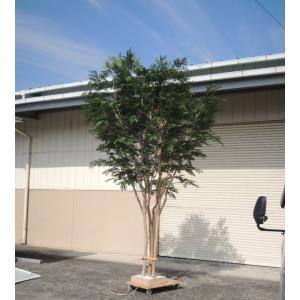 大型サイズ シマトネリコ の木 高さ400cm...の詳細画像2
