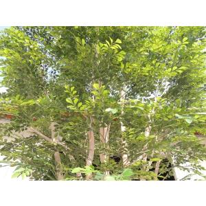大型サイズ シマトネリコ の木 高さ400cm...の詳細画像5