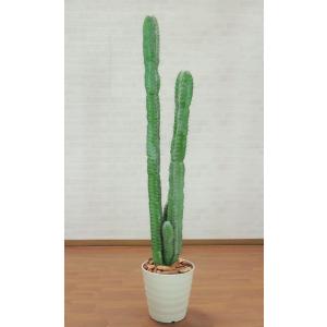 わけあり並の激安価格 柱サボテン ブランチ ８号プラ鉢 大型 現品選択 鬼面角 トゲなし 多肉植物 還元祭