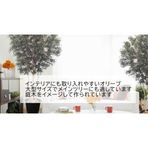 大型サイズ オリーブ 高さ300cm 3本株立...の詳細画像3