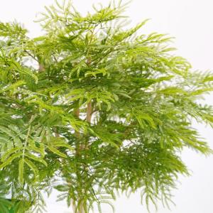 幅広がりのエバーフレッシュ 120cm (ネム...の詳細画像3