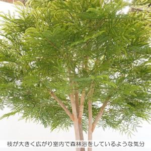 幅広がりのエバーフレッシュ 120cm (ネム...の詳細画像5