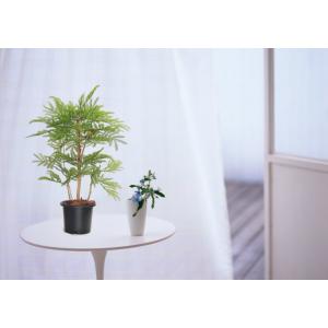 ネムノキ 高さ60cm (インテリア グリーン...の詳細画像3