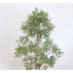 ツゲの木 グリーン 100cm (つげ 柘植 ...の詳細画像1