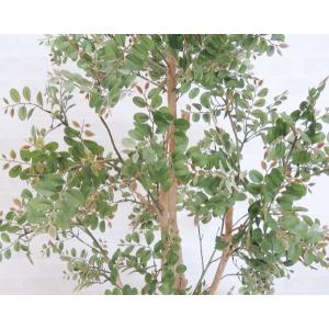 ツゲの木 グリーン 100cm (つげ 柘植 ...の詳細画像2