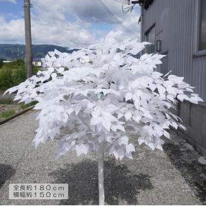 白い木 高さ180cm ホワイトバーチ(ジョイ...の詳細画像1