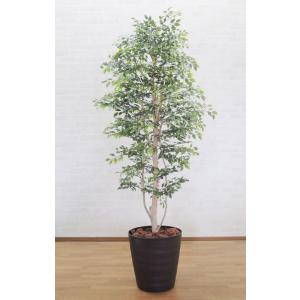 シマトネリコ 200cm 上広がりバージョン (人工 観葉植物 造花