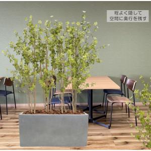 ドウダンツツジ パーテーション 160cm (...の詳細画像1
