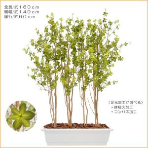 ドウダンツツジ パーテーション 160cm (...の詳細画像2