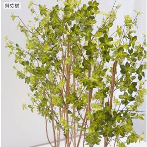 ドウダンツツジ パーテーション 160cm (...の詳細画像4