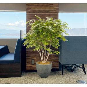 エバーフレッシュ 180cm (ネムノキ 造花 インテリア 人工 観葉植物