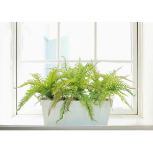 シダ植物 タマシダの商品一覧 通販 Yahoo ショッピング