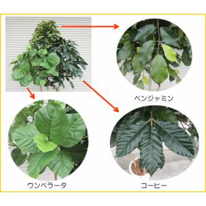 3種類 造作樹木 220cm (造花 ベンジャ...の詳細画像1