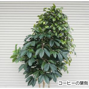 3種類 造作樹木 220cm (造花 ベンジャ...の詳細画像3