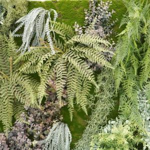 壁面緑化 パネル 全長 150cm 苔とシダ系...の詳細画像3