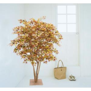 紅葉 のミックスモミジ 5本株立ち 150cm ...の商品画像