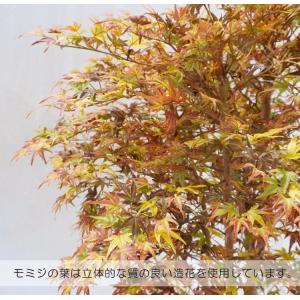 紅葉 のミックスモミジ 5本株立ち 150cm...の詳細画像5