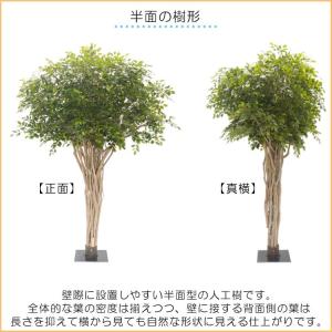 大型 ベンジャミン リアナ 半面型 270cm...の詳細画像2