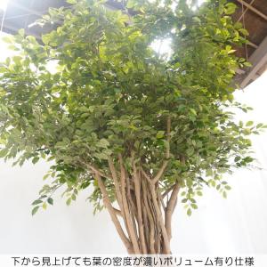 大型 ベンジャミン リアナ 半面型 270cm...の詳細画像4