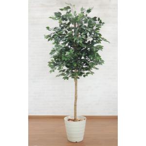 ベンジャミン スターライト 110cm (フェイクグリーン リアル 店舗 ミニ