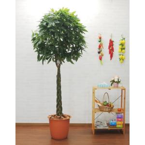 パキラ (観葉植物 鉢植え 造花 インテリア ...の詳細画像3