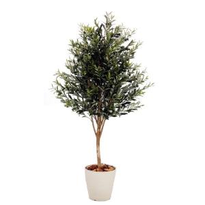 オリーブ A 180cm (鉢植え 観葉植物 室...の商品画像