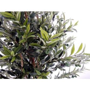 オリーブ A 180cm (鉢植え 観葉植物 ...の詳細画像1
