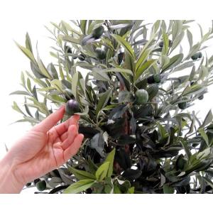 オリーブ A 180cm (鉢植え 観葉植物 ...の詳細画像2