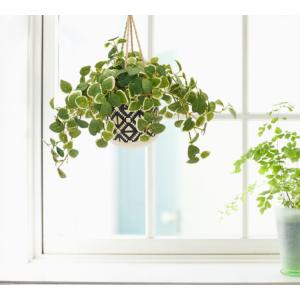 光触媒　人工観葉植物　フェイクグリーン　ジャイアントポトス高さ180センチd 大きな葉 ジャイアント ポトス タワー 180cm (インテリア グリーン