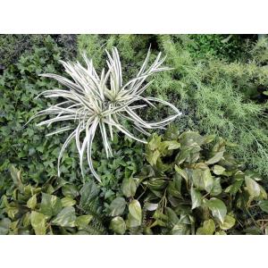 壁面 緑化 パネル グリーン A (4分割 大...の詳細画像1
