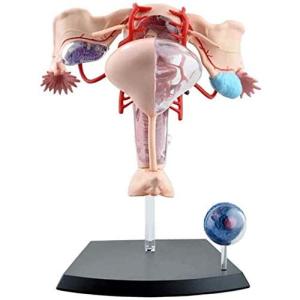 人体解剖模型 立体パズル 4D HUMAN Anatomy 雌性生殖器解剖モデル #26062｜americankitchen