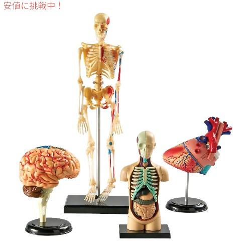 【並行輸入品】Learning Resources ラーニング リソース 4D 解剖模型 バンドル ...