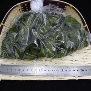 茎わかめ 湯通し塩蔵 三陸産1kg入 【ワカメ...の詳細画像2